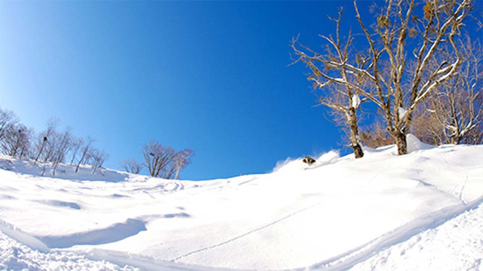 dyna_tree_run